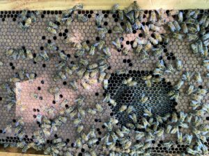 Mesilasemade müük, hügieeniline mesilane, hügieeniline mesilasema